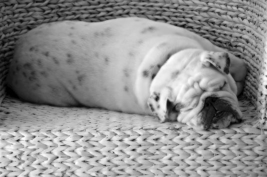 Sleepy Dog On Chair